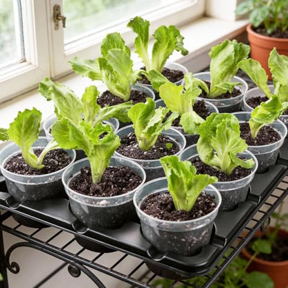 homenote 4 Inch Seed Starting Trays with Humidity Domes for Plants, 4 Pack 12-Cell Seedling Starter Trays, Plant Starter Germination Trays for Pots Seedlings for Indoor,4" Opening Compatible Pots - size: 4 Inch, style: 4 Pack Seed Starter Tray+Humidity Do
