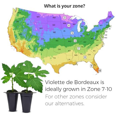 Violette de Bordeaux Fig Trees Live Plants – Set of 4 Starter Fig Plants – Compact, High-Yielding Variety with Rich, Sweet Fruit – Ideal for Containers and Small Gardens – Cold Hardy and Easy to Grow - style: Violette De Bordeaux