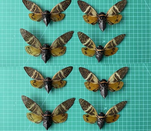 8 Real Cicada Beetle Specimens Mounted Insect Taxidermy Collection UM-10 - color: 8 Real Cicada Beetles