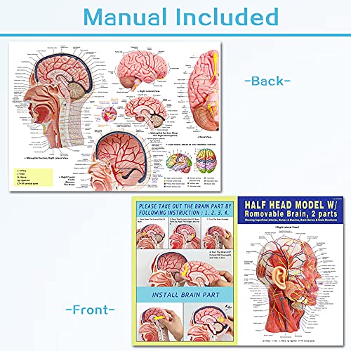 Human Half Head Superficial Neurovascular Musculature Model with Brain - style: Model with Removable Brain
