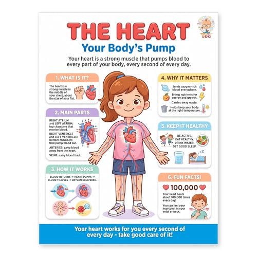 JELLY BEAN GENIUS Human Heart Poster – Laminated Dry-Erase Anatomy Chart for Classroom & Homeschool | Circulatory Science Wall Poster 8.5x11 - color: Human Heart
