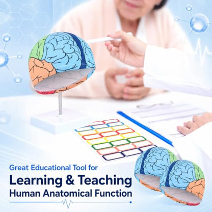 Janmercy Brain Hat for Teaching Human Anatomy Learning - color: Blue