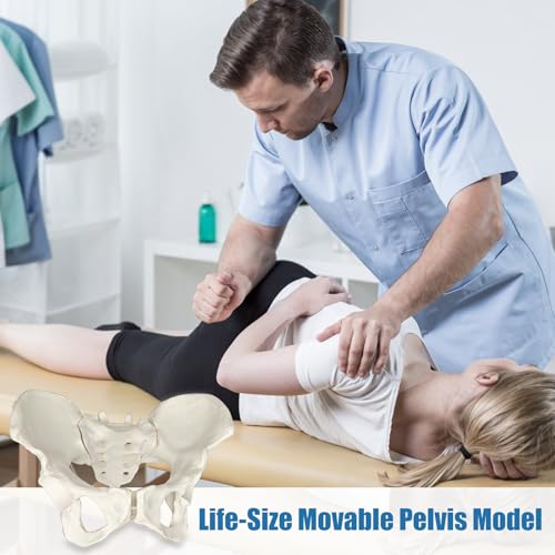 Female Pelvis Model On Elastic, 2/3 Life Size Female Pelvic Skeleton Model W/Bungee Anatomy Medical for Obstetrics Gynecology Patient Communication Orthopedic Studying School Teaching Display - size: Life Size Pelvis Model
