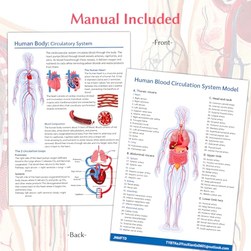 JNMFTD Human Blood Circulation System Model, Human Blood Model 1/2 Life Size Body Heart Removable Arteries and Veins Circulatory Anatomy with 70 Structures Number for Medical Education and Training