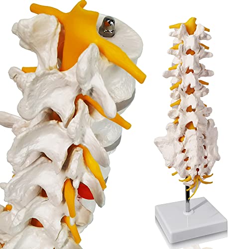 Lumbar Spine Anatomy Model with Sacrum and Spinal Nerves and Base