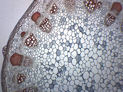 EISCO Gymnosperm & Angiosperm - Prepared Microscope Slide - 75 x 25mm - Biology & Microscopy - style: Single Slide