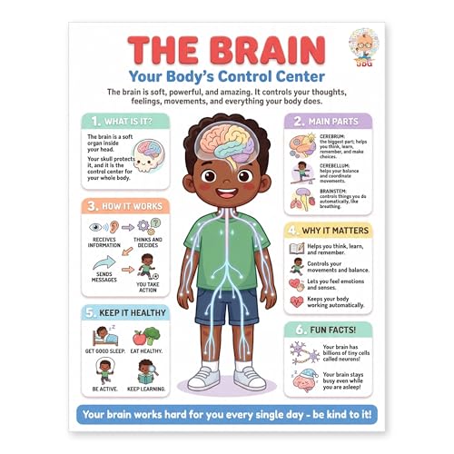 JELLY BEAN GENIUS Human Brain Poster – Laminated Dry-Erase Anatomy Chart for Classroom & Homeschool | Nervous System Science Wall Poster 8.5x11 - color: Human Brain