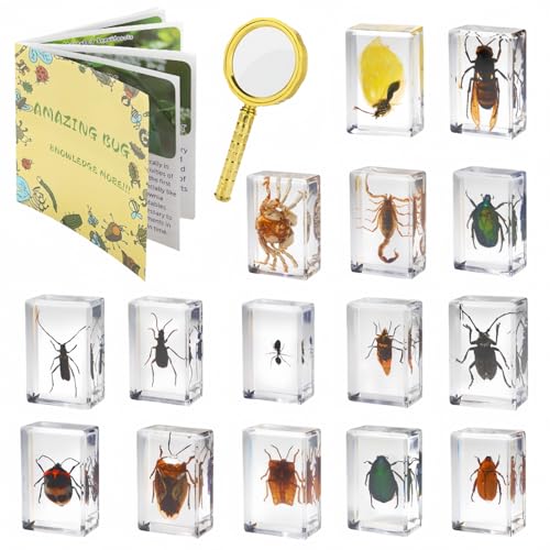 15 Insect specimens,Real Specimens of Various Butterflies and Beetles Made of Resin, Used for Science Classroom Science Education Animal Specimens, Bug Preserved,Oddities, Biology (15 Pcs Beetles) - color: 15 Pcs Beetles