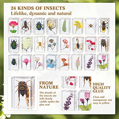 Geelin 24 Pcs Insect in Resin Specimen Set Specimen Bugs Plant Flower Paperweight Butterfly Science Mini Animals Figures for Biology Science Teacher Education Collection