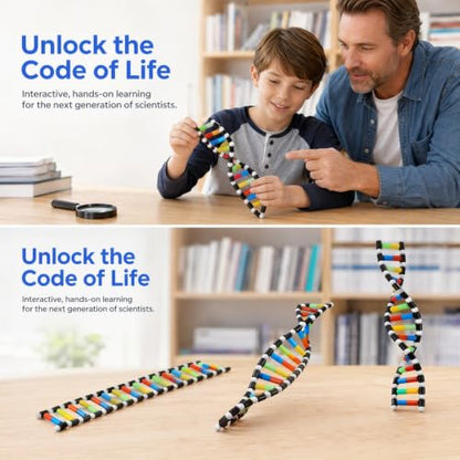 Alasum DNA Double Helix Model Molecular Model Kit for Biology Teaching Display Science Education Toy for Classroom Student Learning and Biology 15.74In