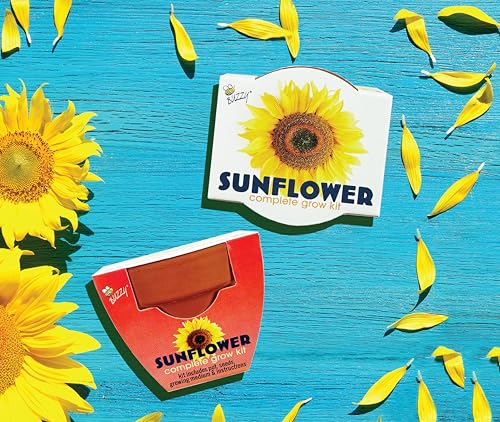 BUZZY Seeds Sunflower Grow Kit 12-Pack, Terracotta Pots, Wedding Favors - color: 12pk Sunflower