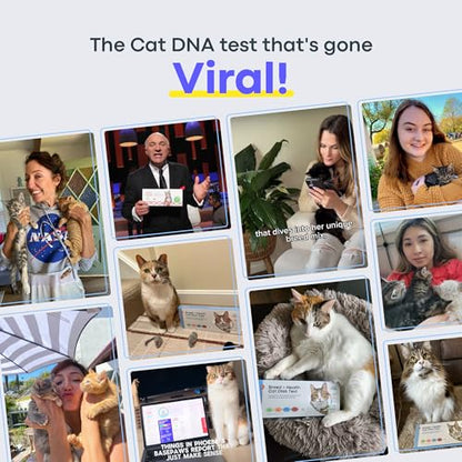 Basepaws Cat DNA Test Kit, Breed, Health & Dental Insights (Pack of 2) - size: 2 Count (Pack of 1)