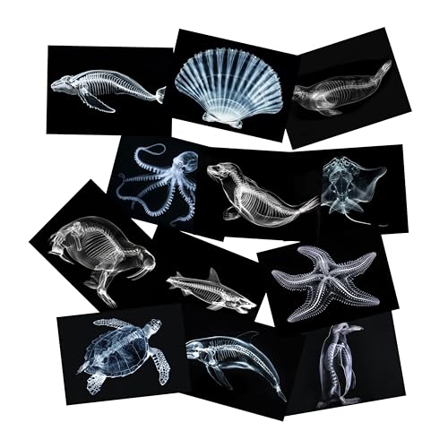 Animal X-Ray Set, Educational Science Kit, Light Table Accessory for Children (Sea Animals) - style: Sea Animals