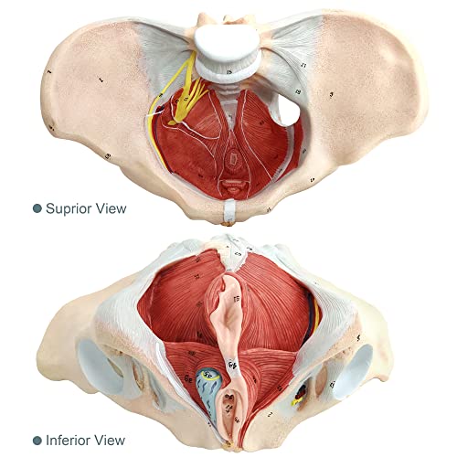 Female Pelvis Muscle Model, with Pelvis/Pelvic Floor Muscle/Perineum