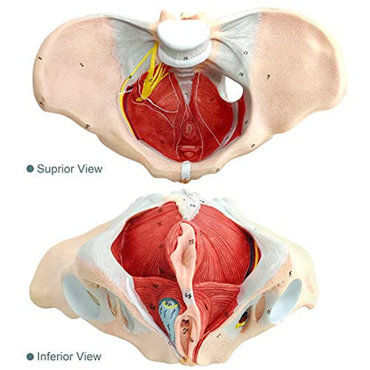 Female Pelvis Muscle Model, with Pelvis/Pelvic Floor Muscle/Perineum