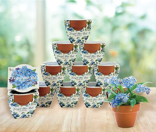 BUZZY Seeds Forget-Me-Not Grow Kit 12-Pack, Terracotta Pots, Daydream - color: 12pk Forget-me-not