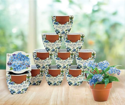 BUZZY Seeds Forget-Me-Not Grow Kit 12-Pack, Terracotta Pots, Daydream - color: 12pk Forget-me-not