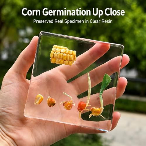 Corn Germination Resin Specimen Kit - 6 Stages of Corn Seed Growth Preserved in Clear Resin, Biology Teaching Aid,Homeschool Science,Unique Home Office Desk,Gift (3.74×3.74×0.79 in) - color: Corn Germination