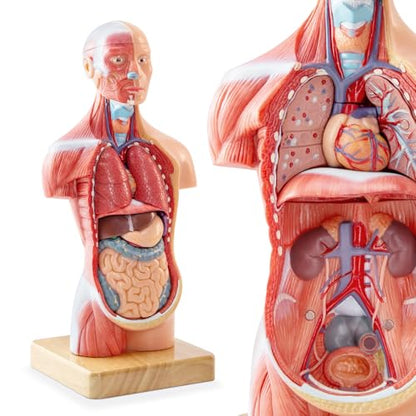 Human Body Model for Anatomy Study, 15 Part 11''