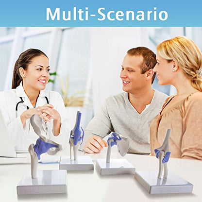 EVOTECH SCIENTIFIC Mini Shoulder Knee Hip Elbow Joint Model Set, 1/2 Scale