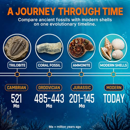 PIBEX Ocean Fossil Collection Kit, 55 PCS Labeled Real Fossils & Seashells