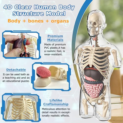 4D Anatomy Model Human Half Body,Clear Human Body Structure Model Include Bones,Organs,Muscles,Removable Human Organ Model for Study,Teaching Demonstration,Science Early Learning