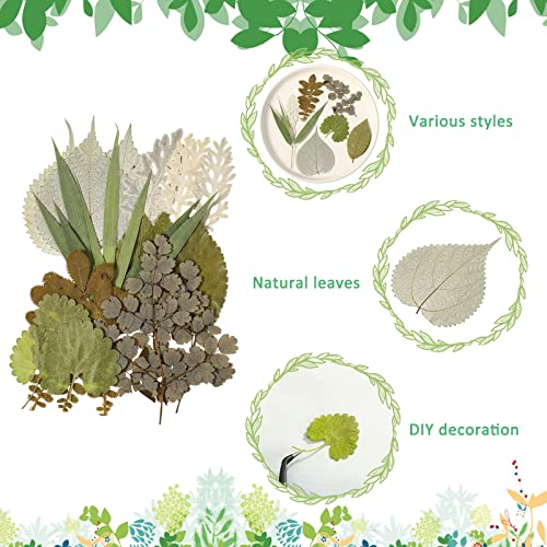 Timtin 84 Pcs Dried Pressed Leaves Flowers for Resin, Vivid - color: Vivid Style