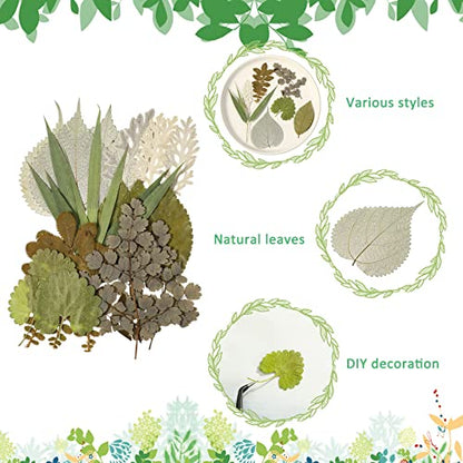 Timtin 84 Pcs Dried Pressed Leaves Flowers for Resin, Vivid - color: Vivid Style