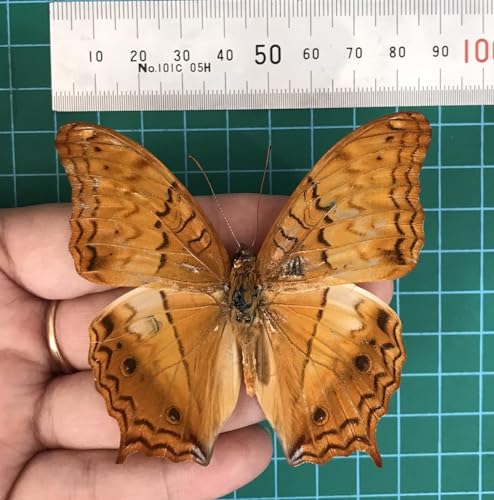 4 Real Butterfly Taxidermy Specimens Mounted Insect Collection BU31X4 - color: Butterfly 31