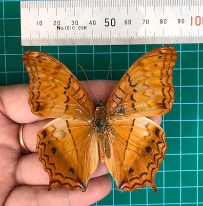 4 Real Butterfly Taxidermy Specimens Mounted Insect Collection BU31X4 - color: Butterfly 31