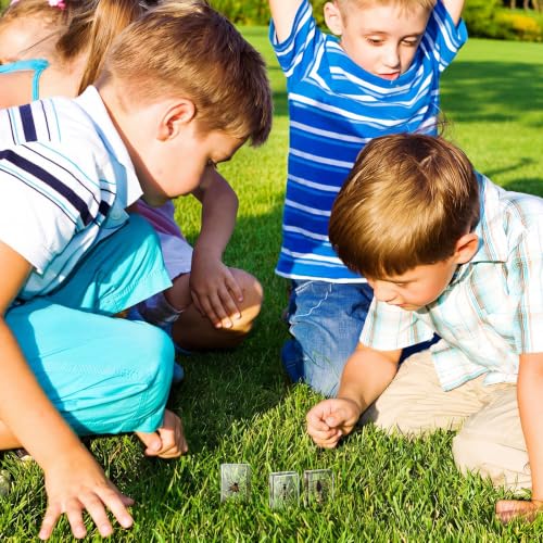 CroBlissful 6 Pcs Insect in Resin Specimen Bugs for Kids