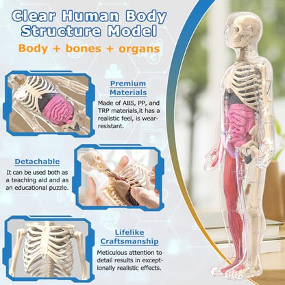 Glow in Dark Human Body Model, 3D Realistic Human Anatomy Model,Removable Human Organ Model for Study Teaching Demonstration
