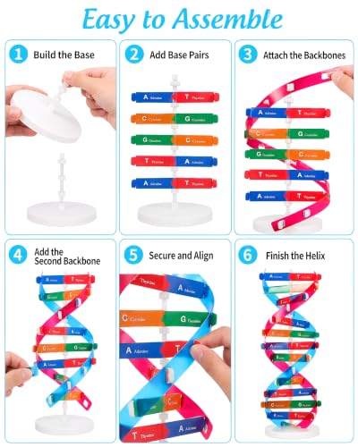 NUOBESTY DNA Model Kit Double Helix Structure Model 13 in - size: 37.00X11.60X11.60CM