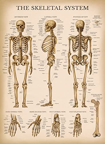 Palace Learning 4 Pack - Vintage Anatomy Poster Set - Laminated - Muscular, Skeletal, Ligaments of the Joints, Anatomy of the Spine - Anatomical Chart Set - 18” x 24”