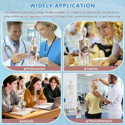 4D Anatomy Model Human Half Body,Clear Human Body Structure Model Include Bones,Organs,Muscles,Removable Human Organ Model for Study,Teaching Demonstration,Science Early Learning