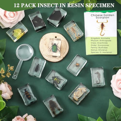 Briwooody 12 Pcs Insect in Resin Specimen, Bugs Collection, Mix - style: Mix