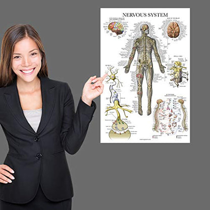 Palace Learning 3 Pack - Muscle + Skeleton + Nervous System Anatomy Poster Set - Muscular and Skeletal System Anatomical Charts - Laminated 18" x 24" - color: Laminated