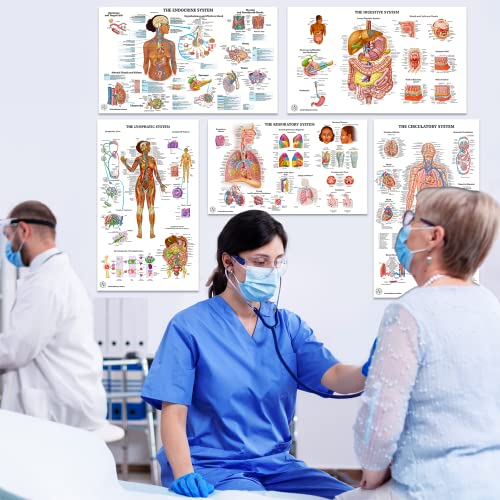 11 Human Anatomy Posters for Walls 18x30 - Medical Posters - Health Posters