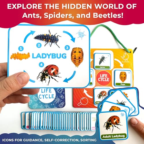 Life Cycle Toys for Kids — Magnetic Flash Cards Science Kits for Kids 3-5