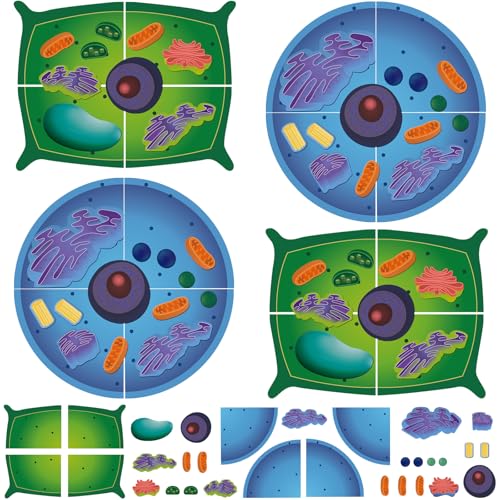 2 Set Magnetic Animal and Plant Cell Anatomy Biology Model Set