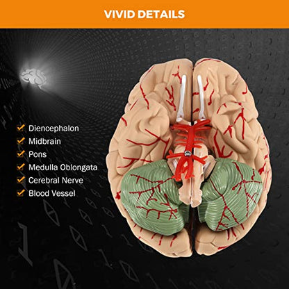 BEAMNOVA Human Brain Model with Vessels, Life Size Anatomy Model