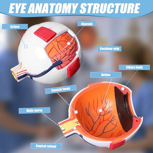 Eye Anatomy Model, 6X Enlarged Eyeball Model, Human Eye Anatomical Model