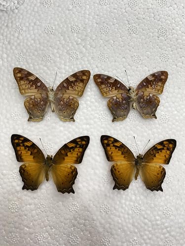 4 Real Vagrant Butterfly Specimens Unmounted Open Wings BUOM128X4 - color: 4 Butterfly #128