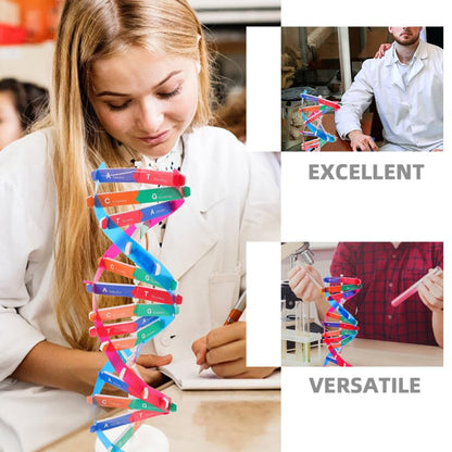 DNA Model Kit 3Pcs DIY Double Helix Molecular Model for Biology