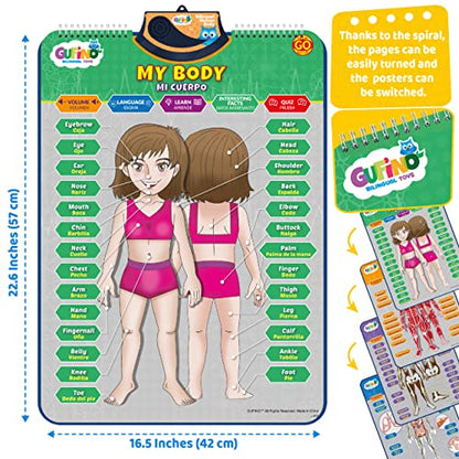 Bilingual Human Body Model for Kids - Interactive Human Anatomy Poster - color: Human Body