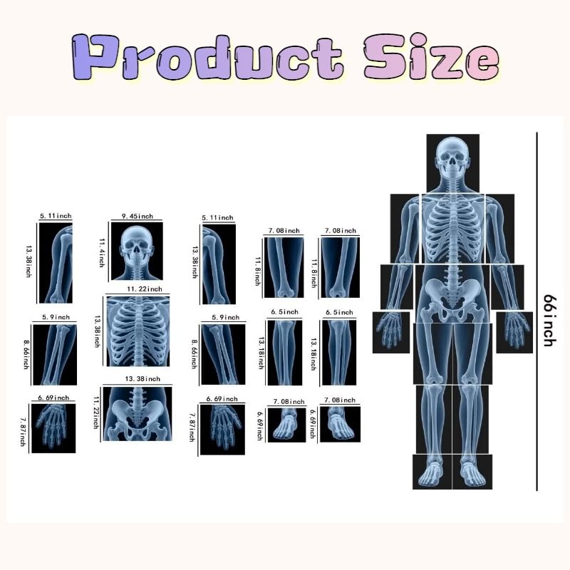 15 Pcs Human X-Ray Science Kit Tutorial Body Skeleton Xray Kit
