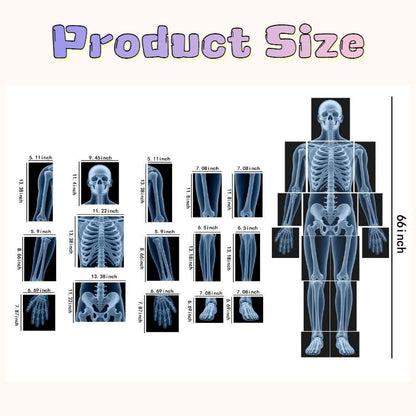 15 Pcs Human X-Ray Science Kit Tutorial Body Skeleton Xray Kit
