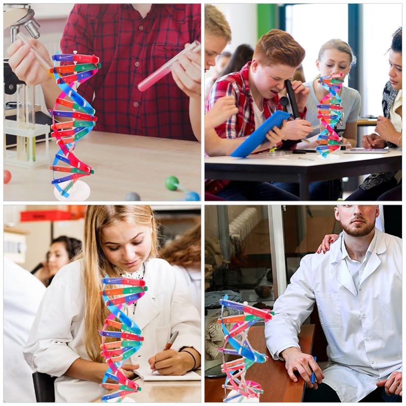 DNA Model Kit 3Pcs DIY Double Helix Molecular Model for Biology