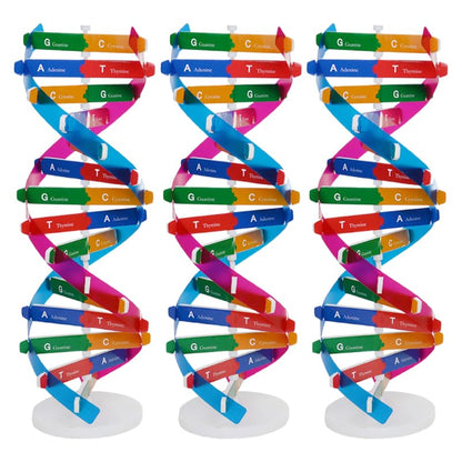 DNA Model Kit 3Pcs DIY Double Helix Molecular Model for Biology