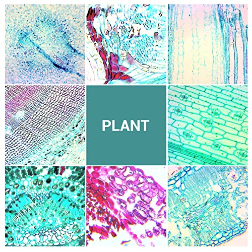 100Pcs Prepared Microscope Slides with Specimens for Kids Science Learning